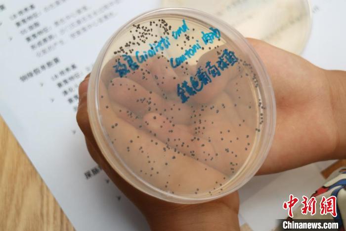 六一儿童节,山东大学微生物实验室带娃探秘科学魅力